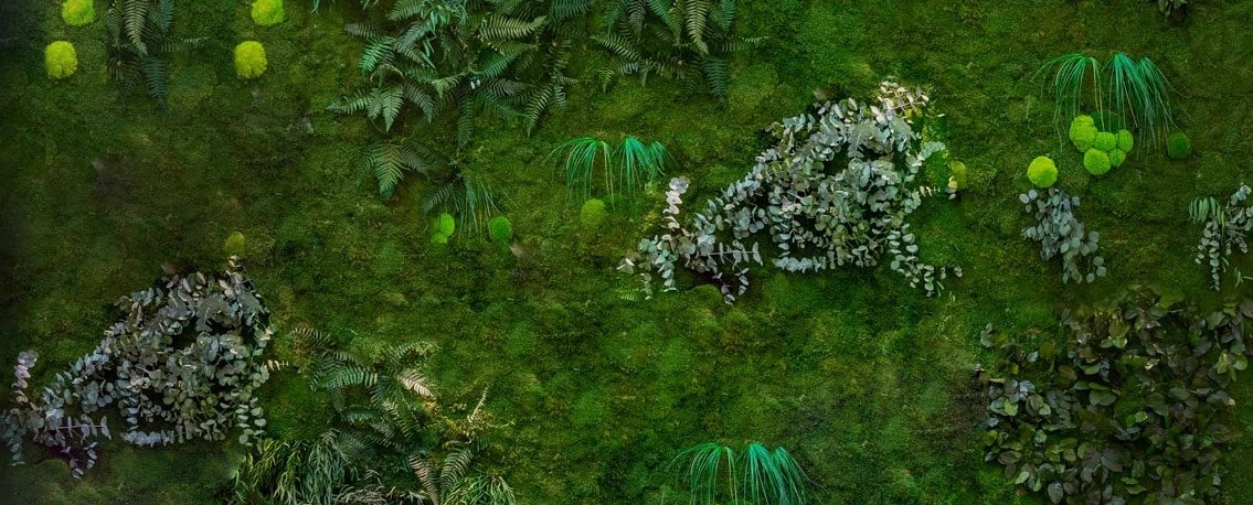 Waldmoos mit eingesetzten Farnen, Gräsern und Moosbällen aus nächster Nähe